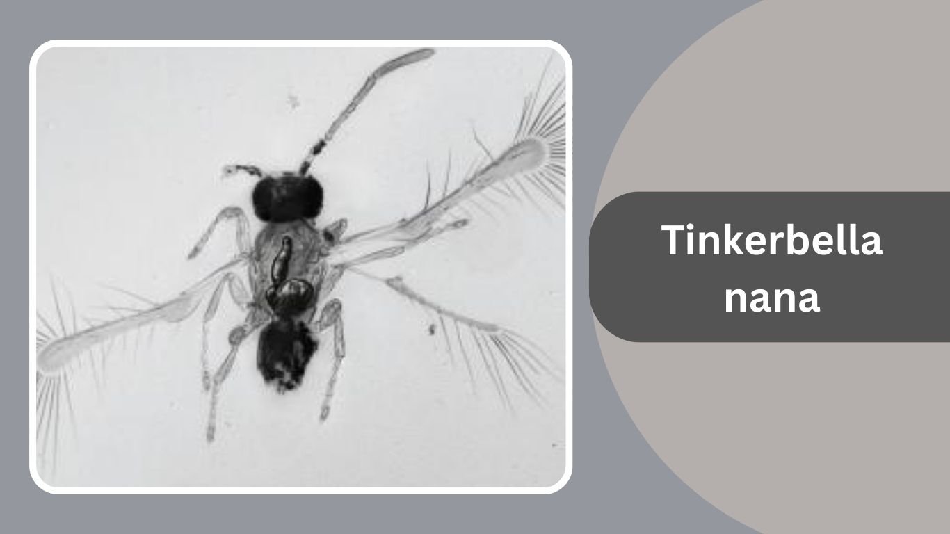 Small Minute Insect 15 Smallest Insects in the World: Identification With Pictures