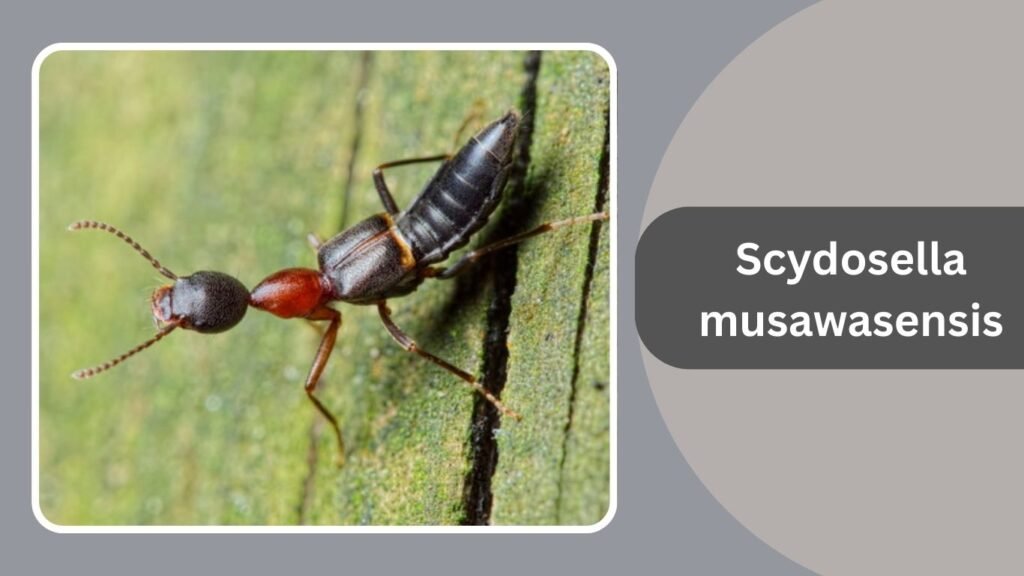 Smallest Beautiful Insect 15 Smallest Insects in the World: Identification With Pictures