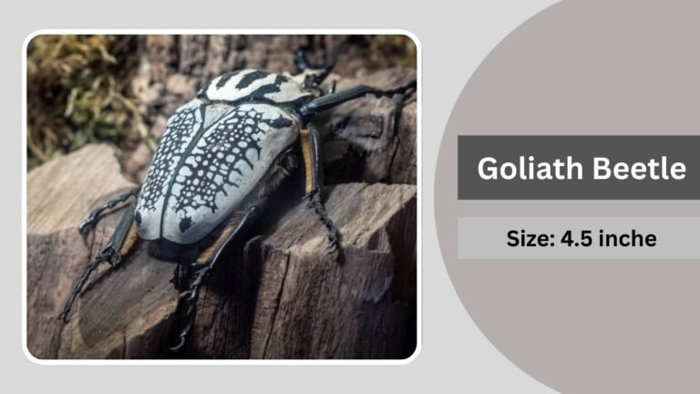 Heavyest Insect 27 Largest Insects in the World: Identification with Size