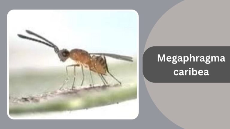 Shortest Insect 15 Smallest Insects in the World: Identification With Pictures