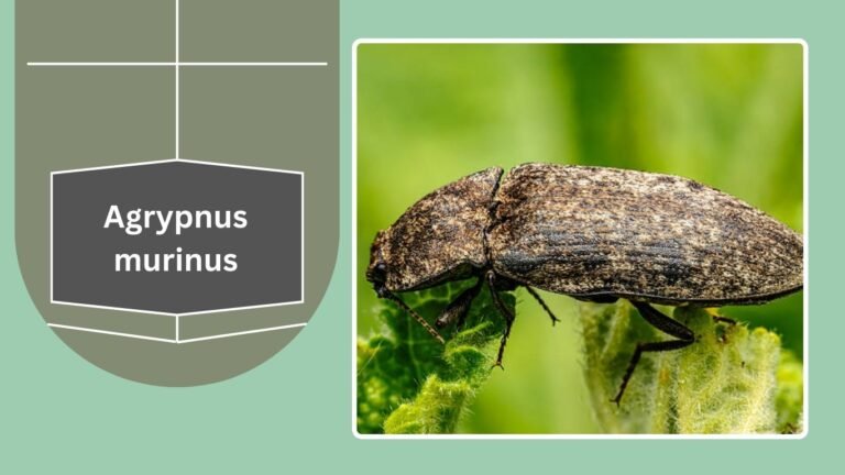 27 Types of Click Beetles: Different Species Identification
