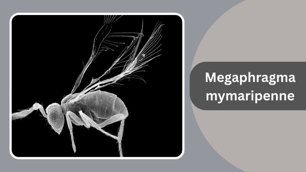 Shortest Insect 15 Smallest Insects in the World: Identification With Pictures