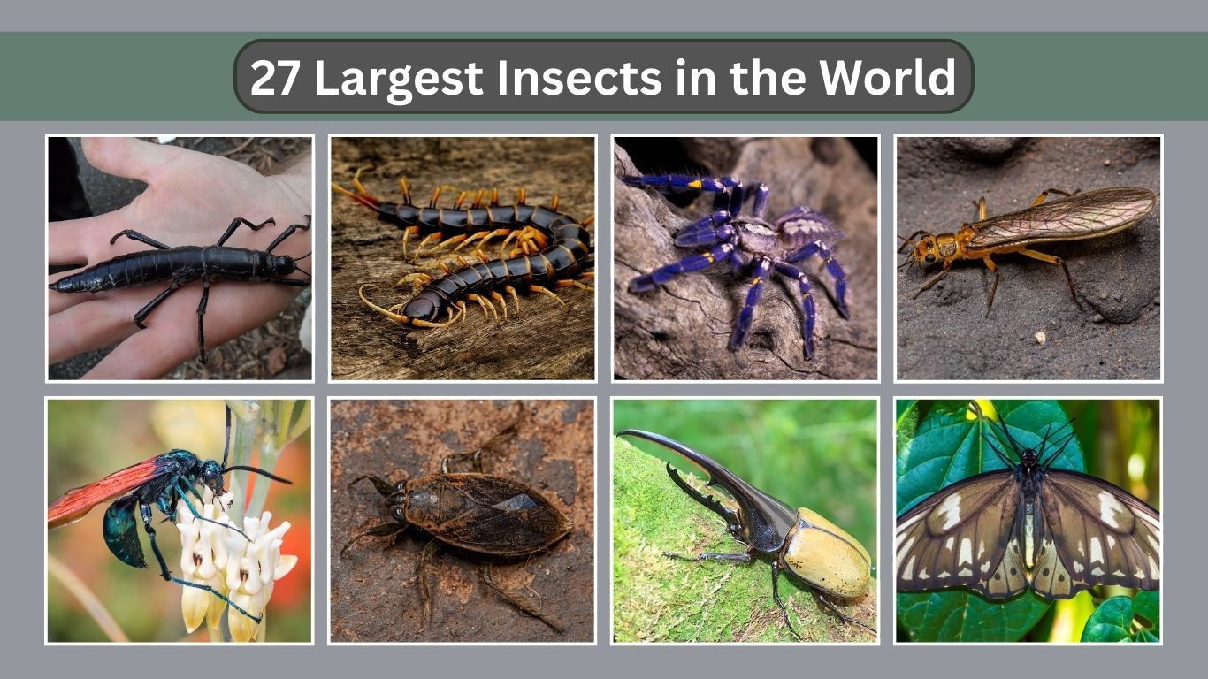 27 Largest Insects in the World