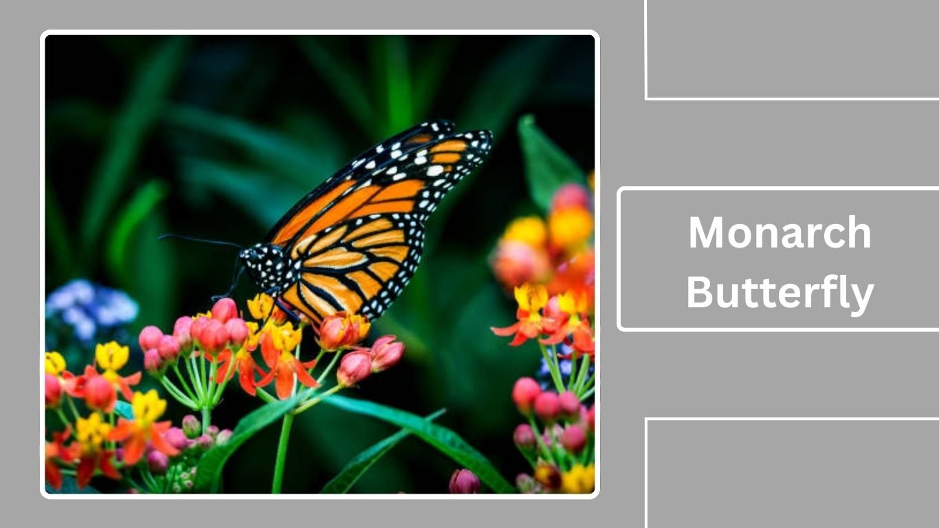 15 Black and Orange Insects: Identification With Pictures