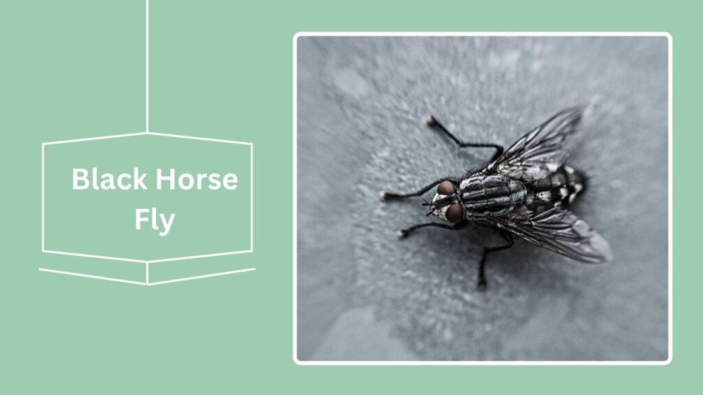 16 Black Flying Insects: Identification With Pictures