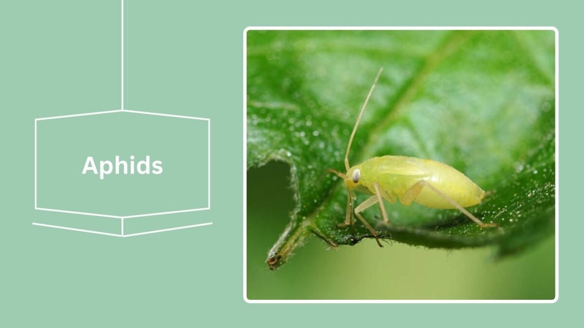 White Color Insect 10 Types of Small White Insects on plants: (ID and Pictures)