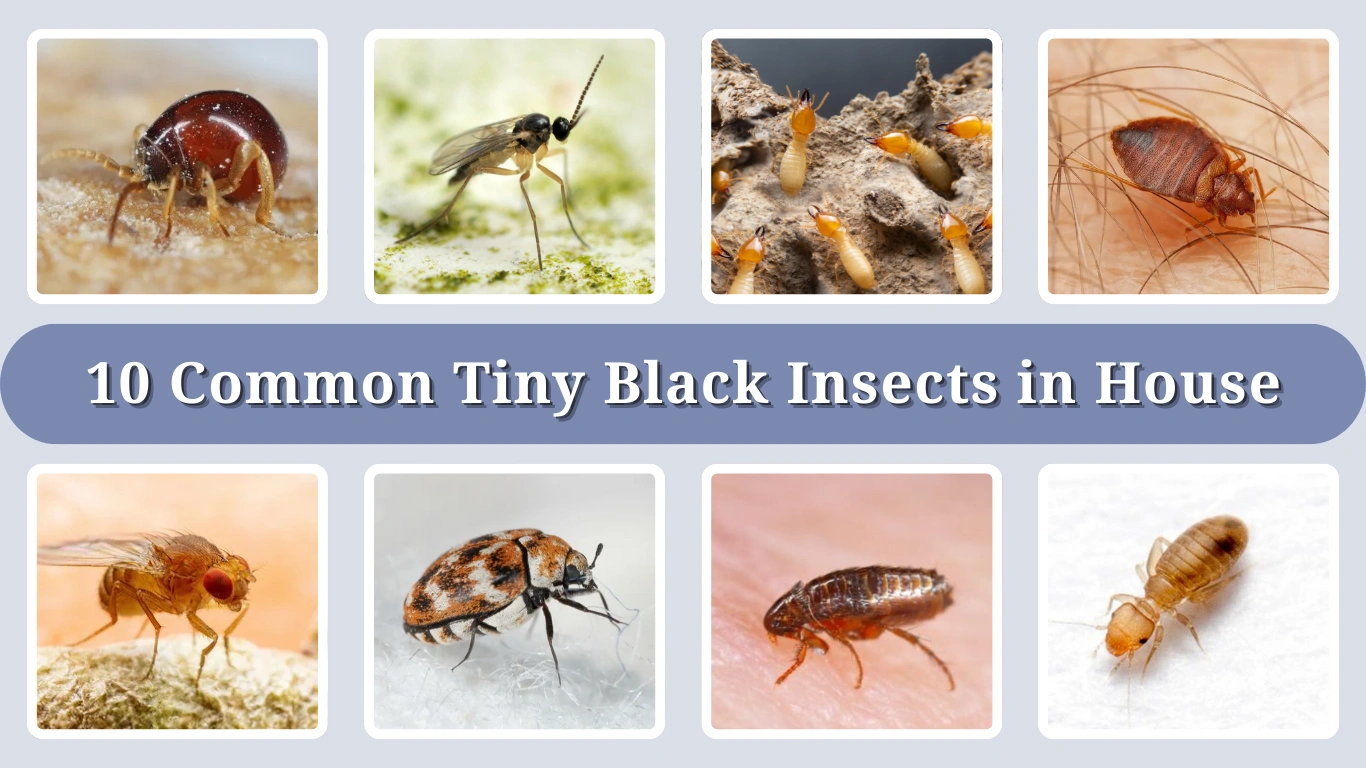 10 Common Tiny Black Insects in House: (ID with Pictures)