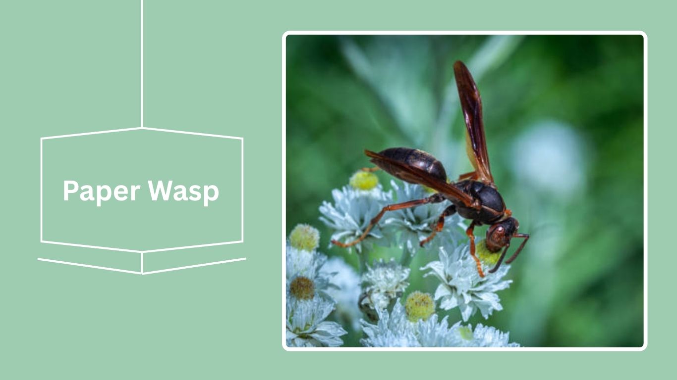 16 Black Flying Insects: Identification With Pictures