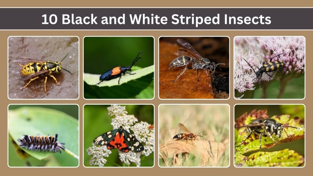 Large White Insects 10 Black and White Striped Insects: Identification and Key Species