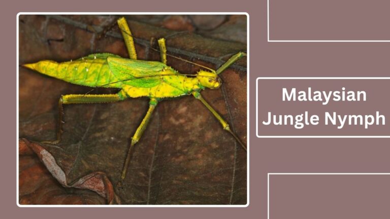 21 Types of Stick Insects: Identification with Pictures