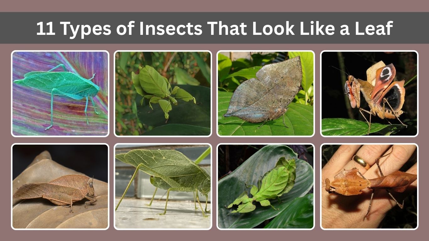 11 Types of Insects That Look Like a Leaf (ID & Pictures)