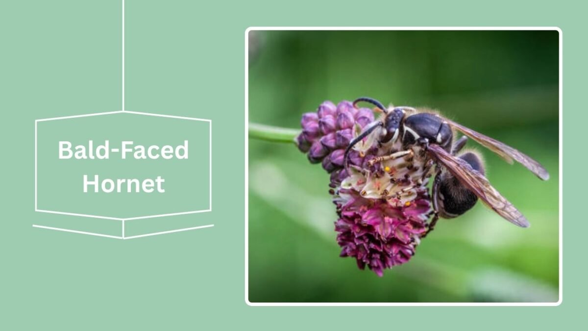 16 Black Flying Insects: Identification With Pictures
