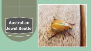 23 Types of Jewel Beetles: Species Identification with Pictures