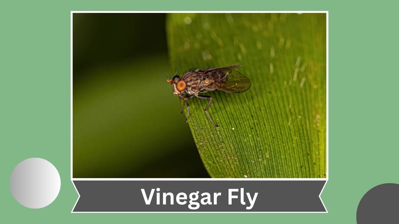 15 Small Flying Insects in House: Identification, Diet and Habitat