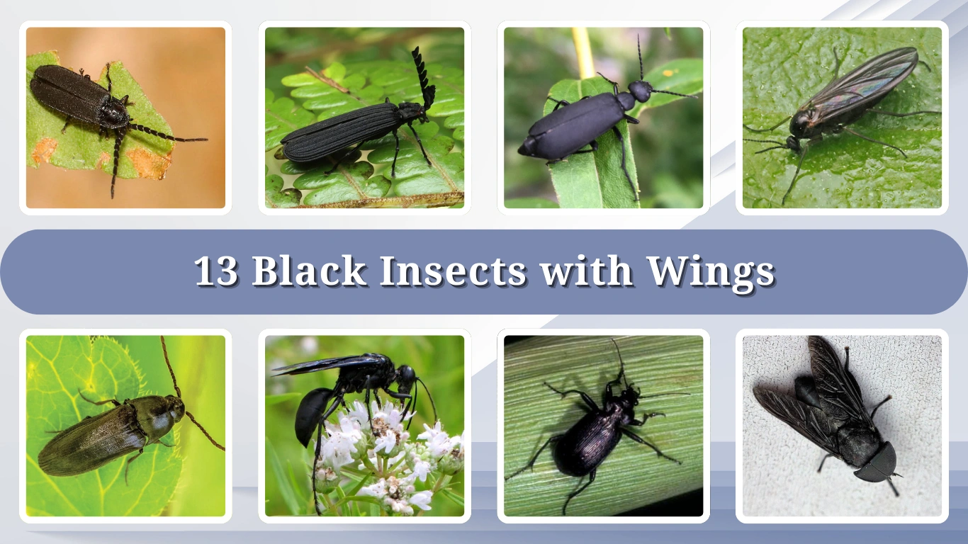 13 Black Insects with Wings: Identification with pictures 