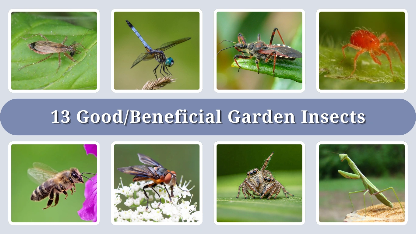 13 Good/Beneficial Garden Insects : Identification with Pictures
