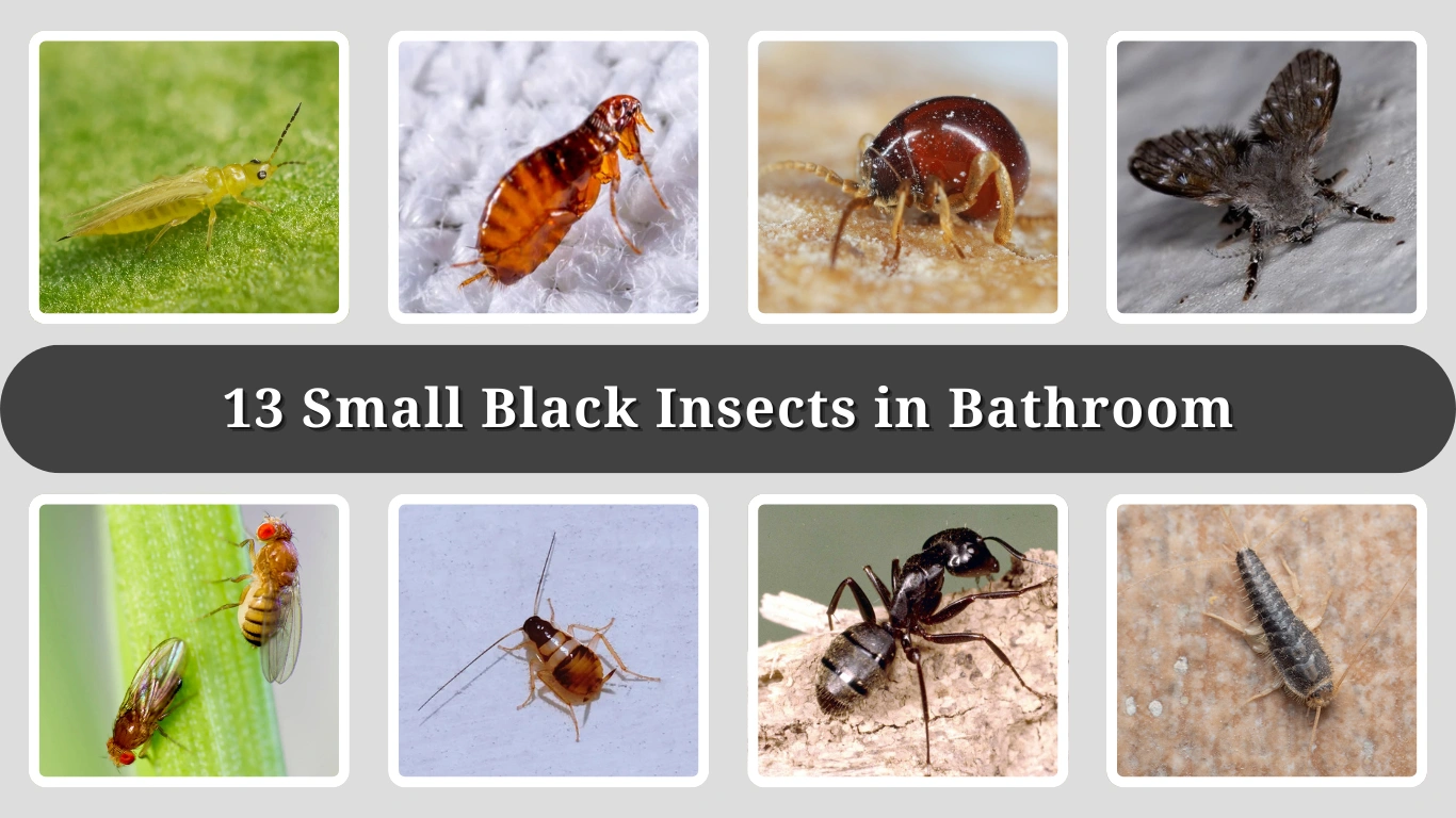 13 Small Black Insects in Bathroom: Identification with Pictures