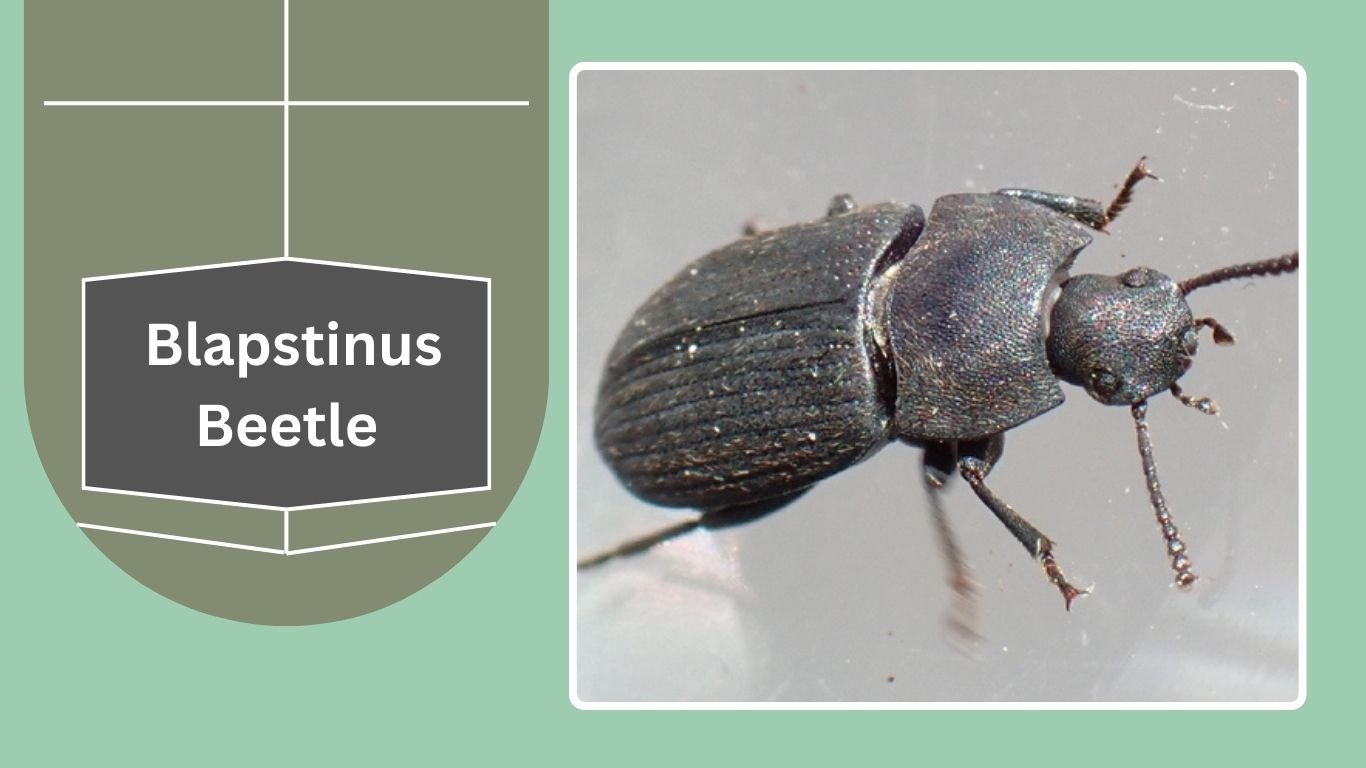 25 Types of Darkling Beetles: Identification with Pictures