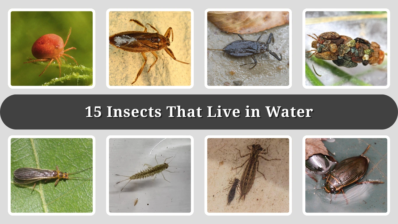 15 Insects That Live in Water: Identification with Pictures