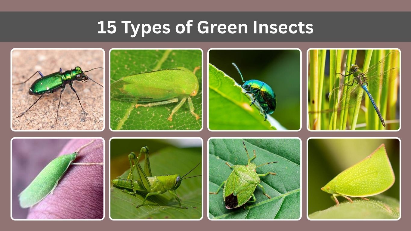 15 Types of Green Insects