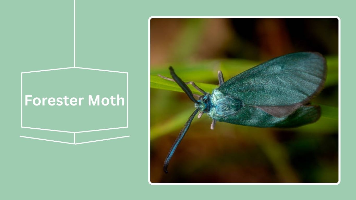 16 Black Flying Insects: Identification With Pictures