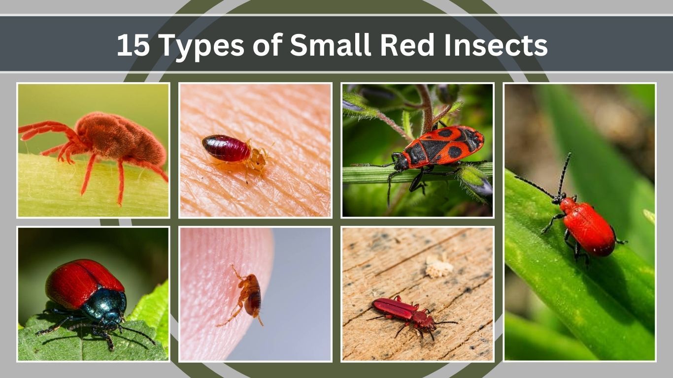 15 Types of Small Red Insects