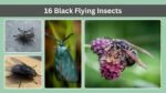16 Black Flying Insects: Identification With Pictures