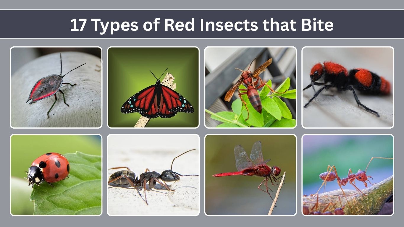 17 Types of Red Insects that Bite​: Identification with Pictures