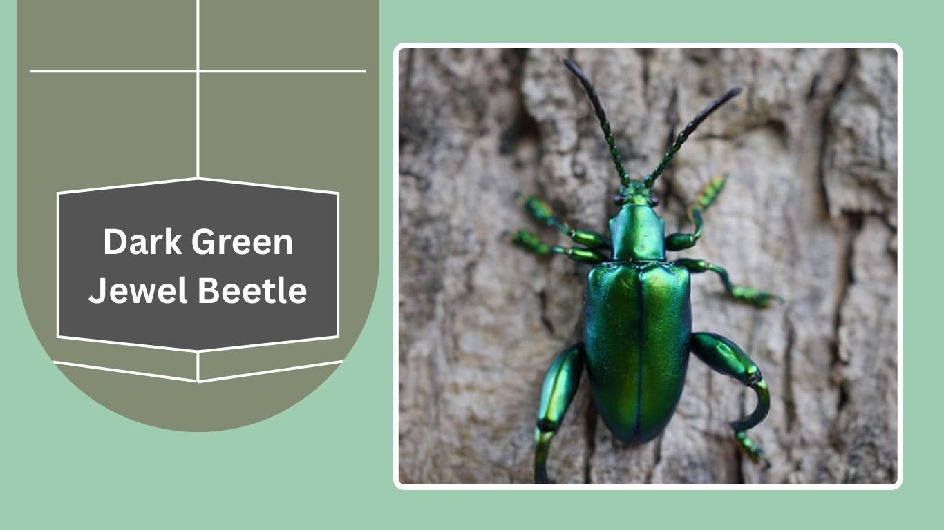 23 Types of Jewel Beetles: Species Identification with Pictures
