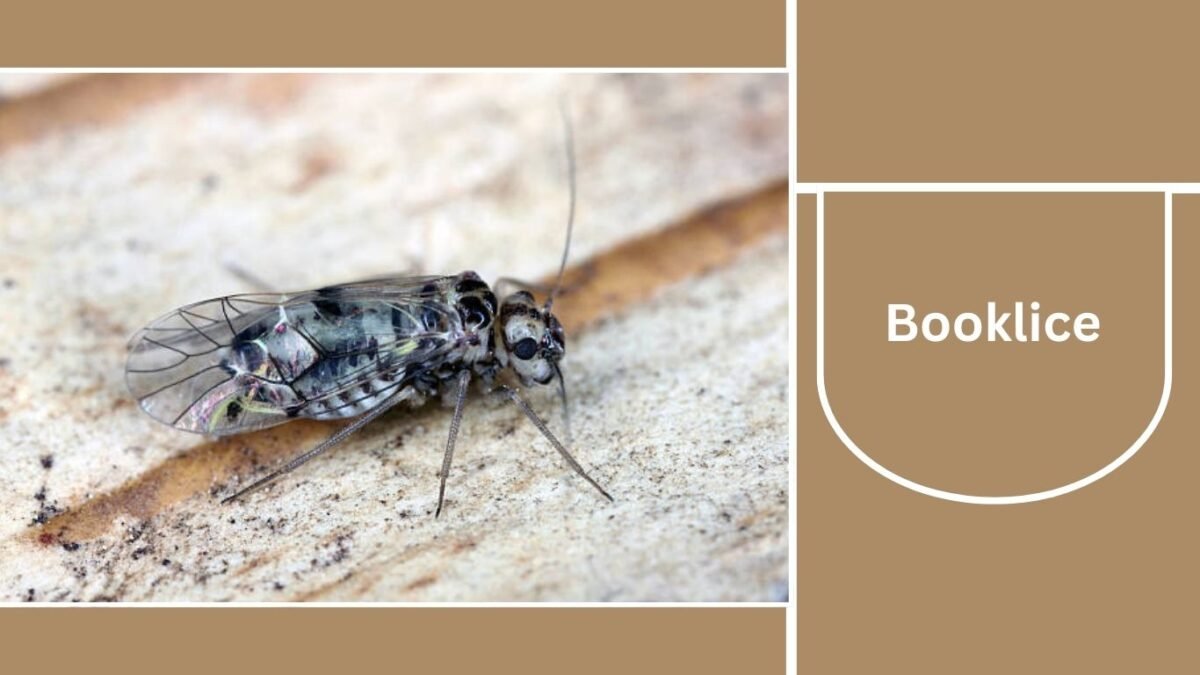 Black Bug Insect 20 Black Insects Commonly Found in Houses: Identification & Control