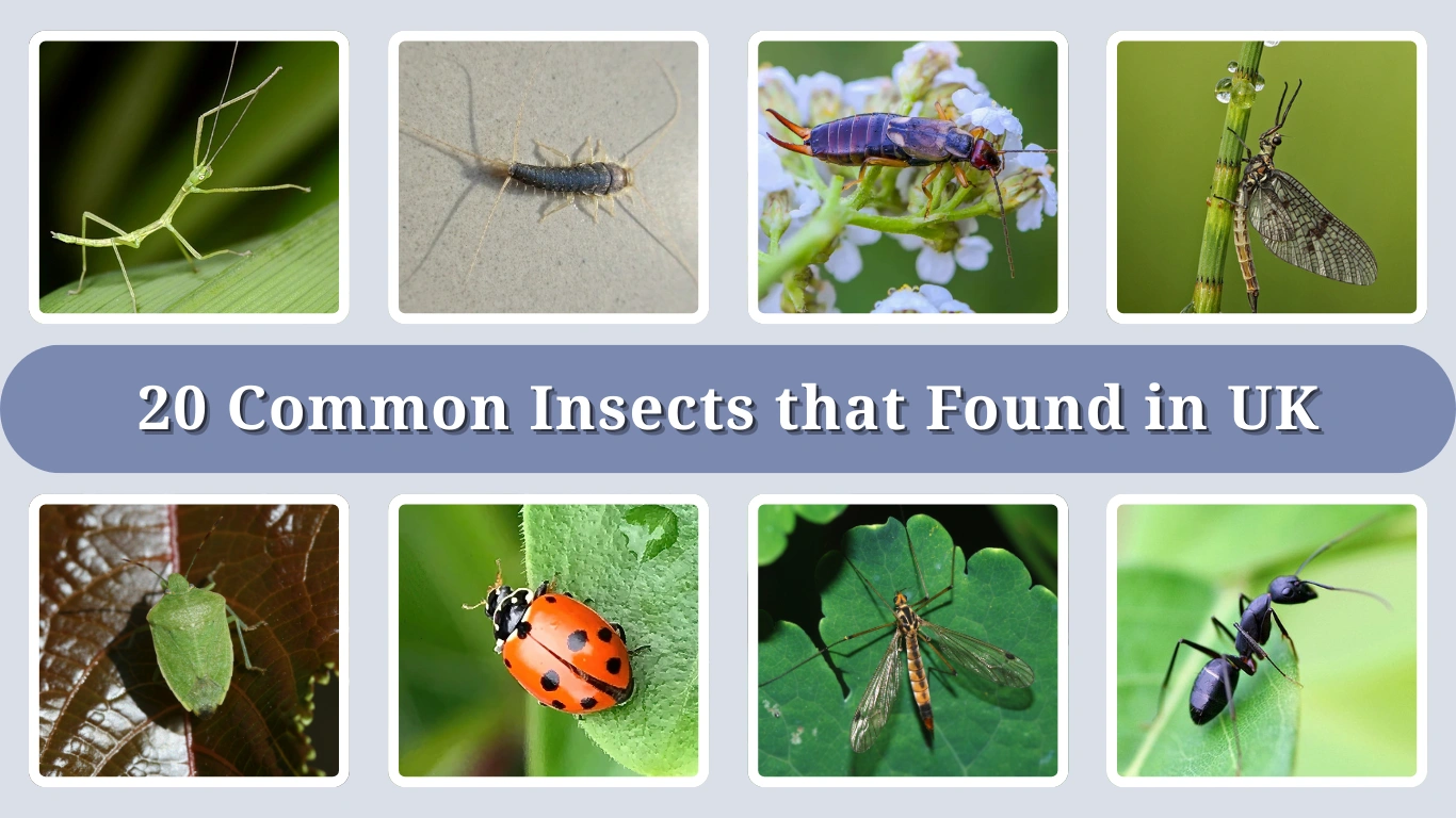 20 Common Insects that Found in UK: Identification with Pictures
