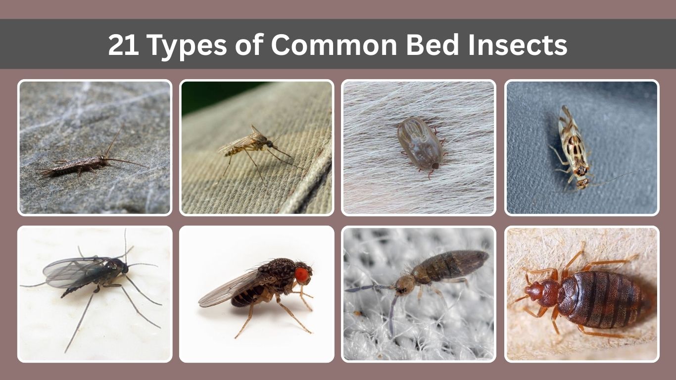 21 Types of Common Bed Insects: Identification with Pictures 