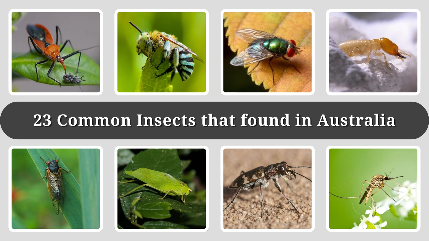 23 Common Insects that found in Australia: Identification with Pictures