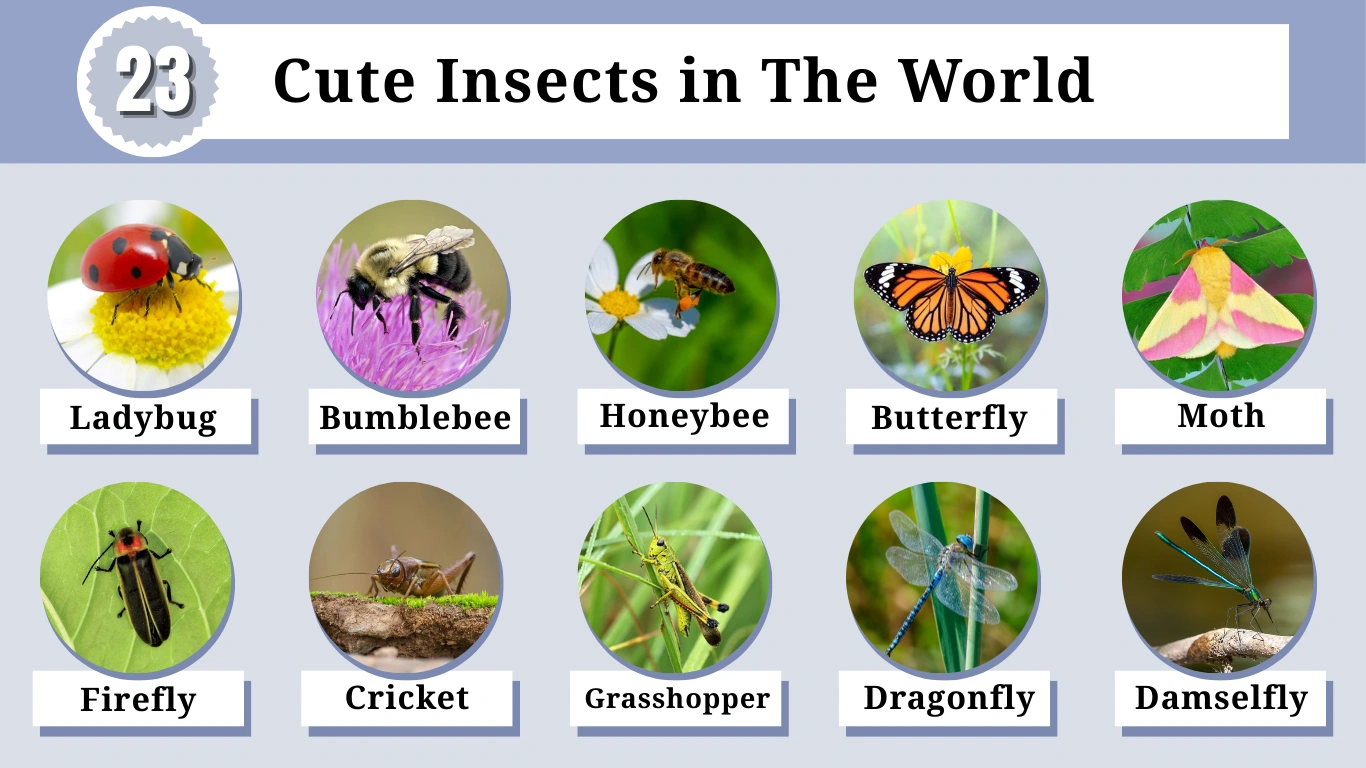 23 Cute Insects in The World: Identification with Pictures