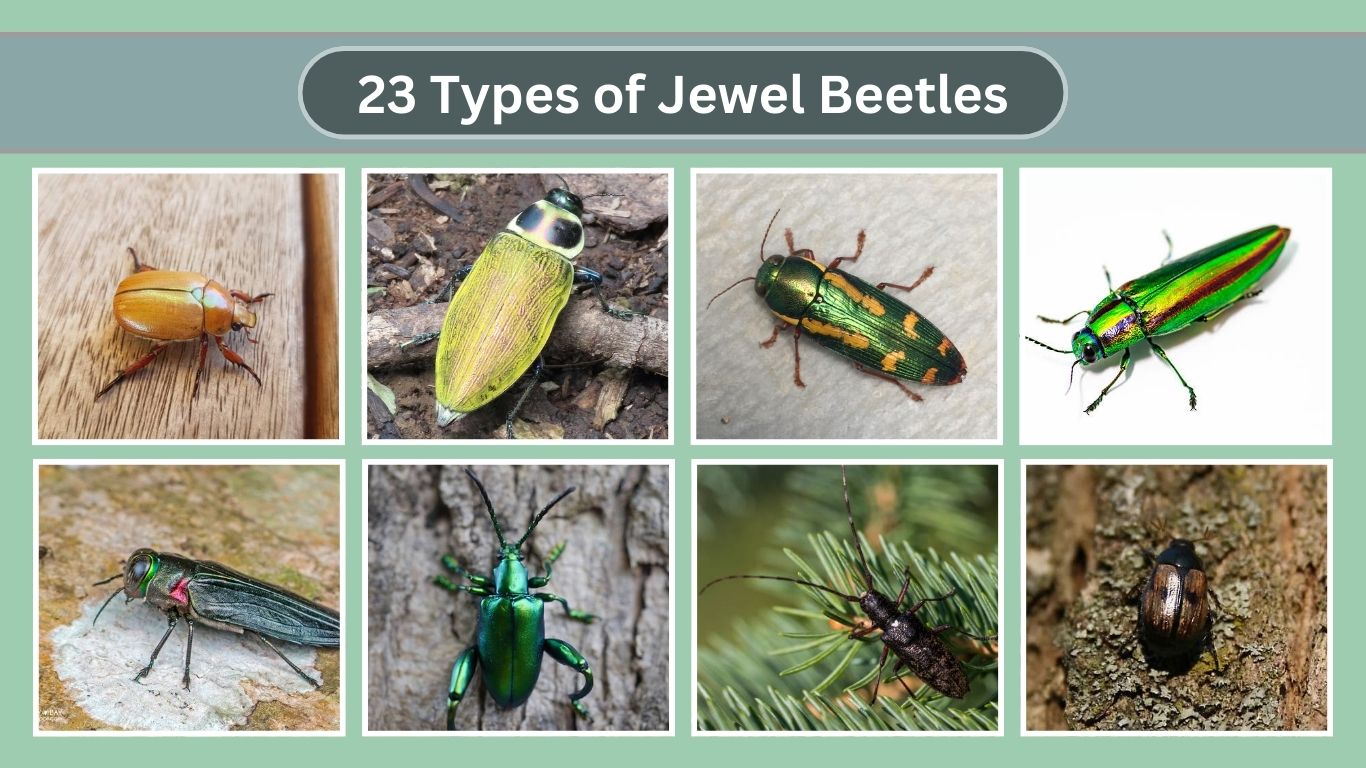 23 Types of Jewel Beetles