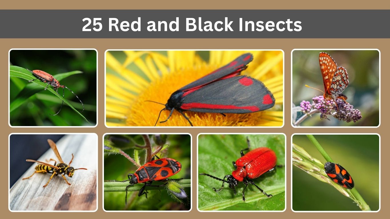 25 Red and Black Insects: Identification Guide With Pictures 