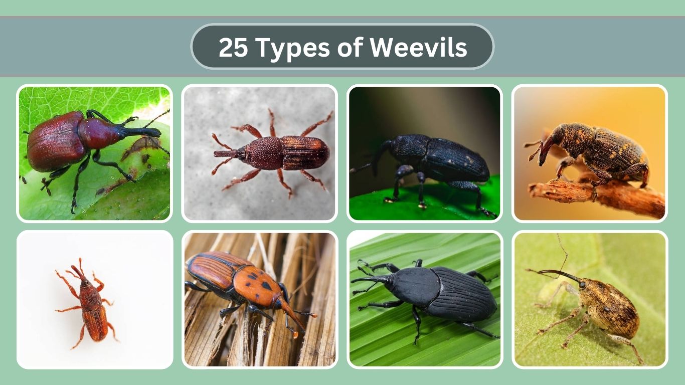 25 Types of Weevils