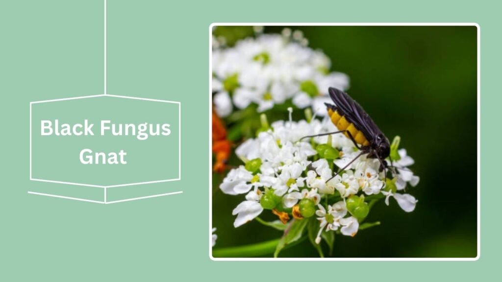 16 Black Flying Insects: Identification With Pictures