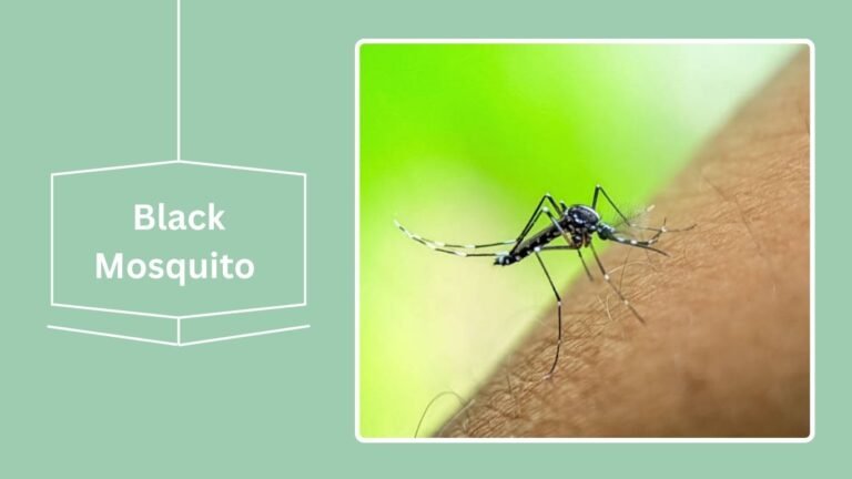 16 Black Flying Insects: Identification With Pictures