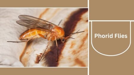 20 Black Insects Commonly Found in Houses: Identification & Control