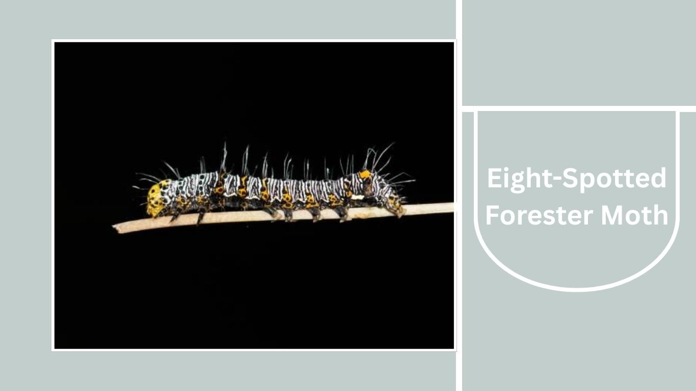 Stiped Insects 10 Black and White Striped Insects: Identification and Key Species