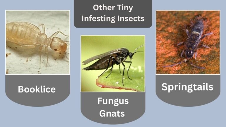 Tiny Insects in Rice: Identification, Types, and Control