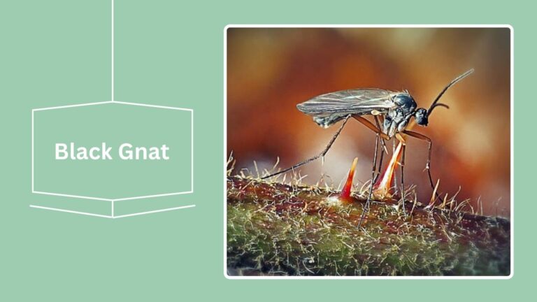 16 Black Flying Insects: Identification With Pictures