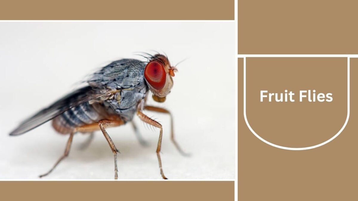 20 Black Insects Commonly Found in Houses: Identification & Control