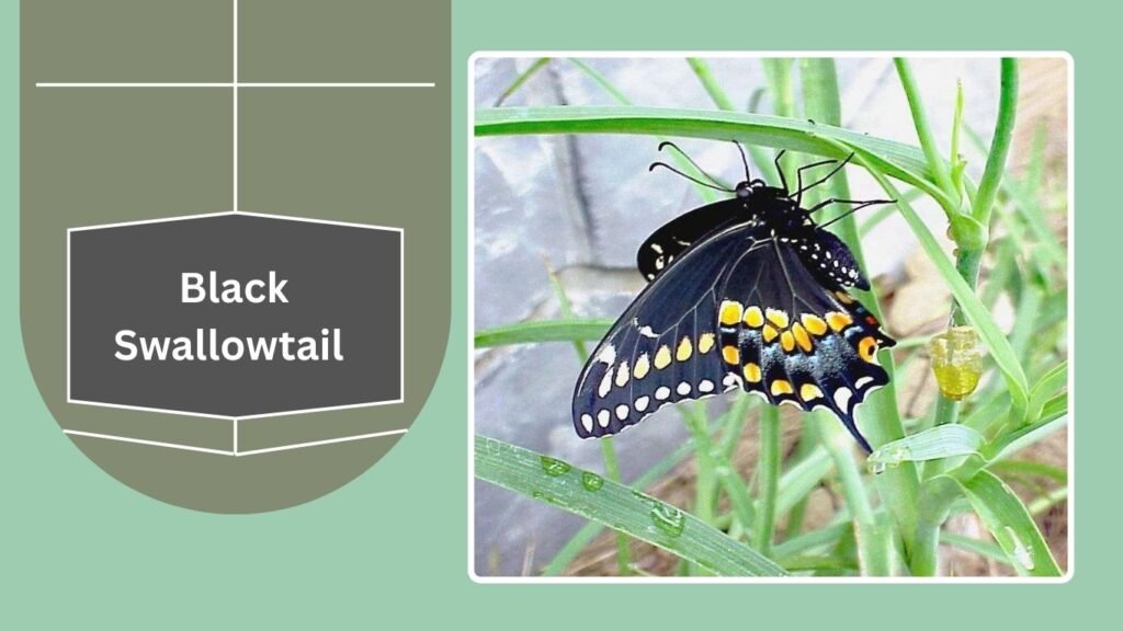 25 Types of Swallowtails: Identification with Pictures