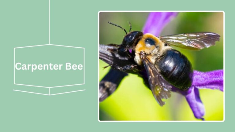 16 Black Flying Insects: Identification With Pictures