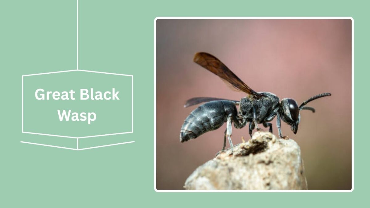 16 Black Flying Insects: Identification With Pictures