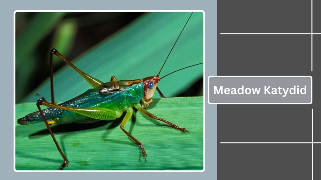 10 Types of Insects That Make Noise at Night