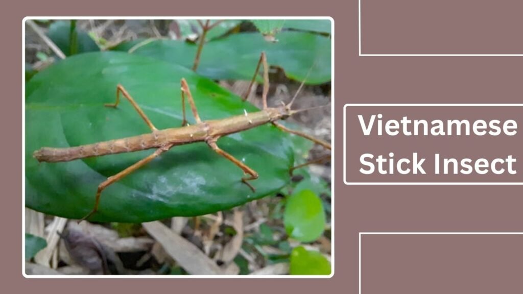 Tan Stick Insect 21 Types of Stick Insects: Identification with Pictures