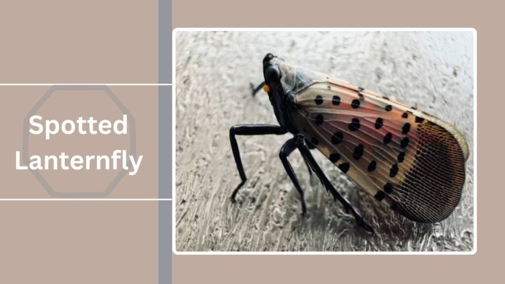 17 Types of Red Insects that Bite : Identification with Pictures